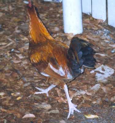 Chickens and Roosters wander Key West
