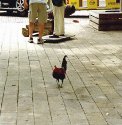 Chickens and Roosters wander Key West
