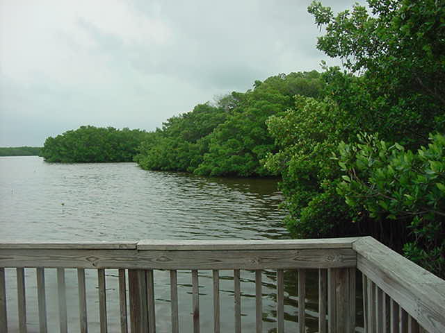 Mangroves Sanibel Island Florida