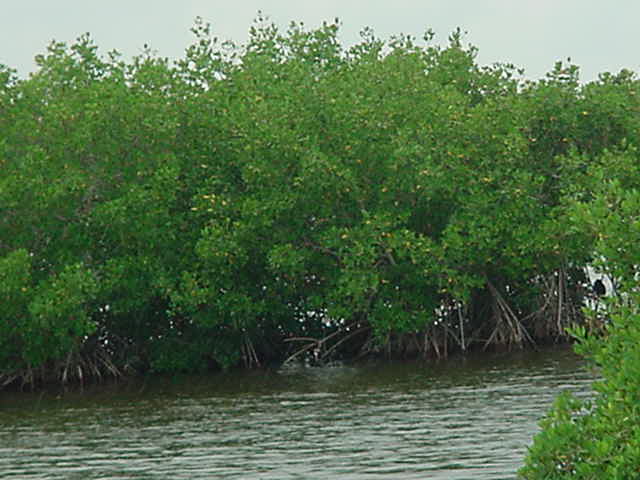 Mangroves Sanibel Island Florida