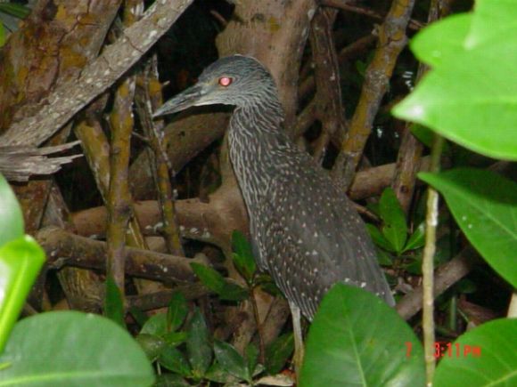 birds on Sanibel Island Florida