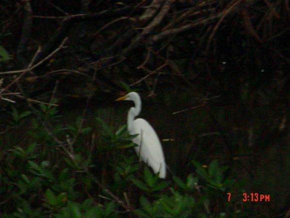 White Ibis on Sanibel Island Florida